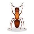 Realistic ant with two legs raised up hooked clows