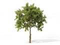 Realistic apple tree isolated on a white. 3d illustration