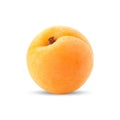 Realistic apricot fruit on white background. Vector.