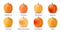 Realistic apricot varieties