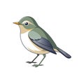 Realistic Arctic Warbler Bird Illustration Royalty Free Stock Photo