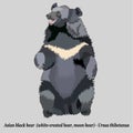 Realistic asian black bear moon bear, isolated