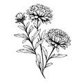 Realistic aster flower coloring pages, aste tattoo drawing, aster drawing, flower cluster drawing, Cute flower coloring pages