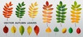 Realistic autumn leaves. Fall orange wood foliage of chestnut and maple. Oak and ash, linden and birch leaf isolated Royalty Free Stock Photo