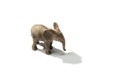 Realistic baby elephant toy isolated on white background