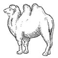 realistic bactrian camel