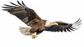 Realistic Bald Eagle In Flight - High-resolution Artwork