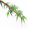 Realistic Bamboo Branch With Raindrops: Detailed Pointillist Watercolor Painting Royalty Free Stock Photo