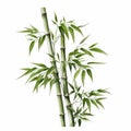 Realistic Bamboo Plant Illustration On White Background