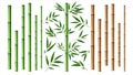 Realistic bamboo stick. Brown and green tree branch and stems with leaves isolated decorative closeup elements, east