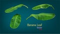Realistic banana leaf and texture of light and shadow. vector illustration eps10 Royalty Free Stock Photo