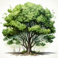 Realistic Banyan Tree Illustration With Green Leaves