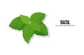 Realistic basil tasty fresh herb green leaves healthy food concept horizontal copy space