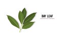 Realistic bay leaf twig tasty fresh herb green leaves healthy food concept horizontal copy space
