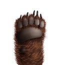 Realistic Bear Paw