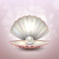 Realistic beautiful natural open sea pearl shell with reflection closeup Royalty Free Stock Photo