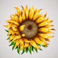 Realistic beautiful sunflower. Yellow flower. Summer concept.
