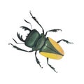 Realistic beetles insect isolated on white background. Watercolor hand drawn stag beetle llustration for design