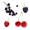 Realistic berries on a white background