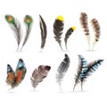 Realistic bird feathers. Detailed colorful feather of different birds. 3d vector collection isolated on white background Royalty Free Stock Photo