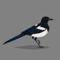 Realistic bird Magpie isolated on a grey background.