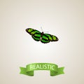 Realistic Birdwing Element. Vector Illustration Of Realistic Green Peacock Isolated On Clean Background. Royalty Free Stock Photo