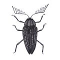Realistic black beetles insect isolated on white background. Watercolor hand drawn animal bugs llustration for design