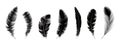 Realistic black feathers. Birds feather, quill swan or crow plumage elements. Decorative isolated fluffy boho symbols