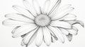 Realistic Black And White Daisy Coloring Page Royalty Free Stock Photo