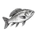 Realistic Black And White Fish Drawing On White Background