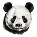 Realistic Black And White Panda Head Drawing