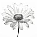 Realistic Black And White Photo Of A Translucent Daisy