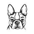 A realistic black and white vector illustration of a French Bulldog Royalty Free Stock Photo