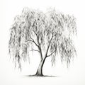 Realistic Black And White Willow Tree Drawing Royalty Free Stock Photo