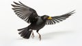 Realistic Blackbird In Flight: Stunning Photo With White Background