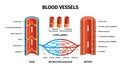 Realistic Blood Vessels Arteries Veins Infographic