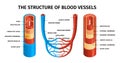 Realistic Blood Vessels Artery And Vein Composition