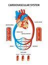 Realistic Blood Vessels Heart Infographic
