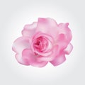 Realistic blooming pink rose flower isolated on white background. Purple flora plant vector mesh design.