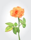 Realistic blooming yellow rose flower green leaf isolated on white background. Orange flora plant vector mesh design