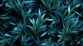 Realistic Blue Grama Grass Texture For Landscape Design