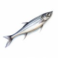 Realistic Blue Whiting Illustration On White Background