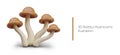 Realistic boletus mushrooms with brown caps. Armillaria, honey agaric