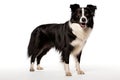 Realistic Border Collie clipart Royalty Free Stock Photo