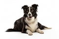 Realistic Border Collie clipart Royalty Free Stock Photo