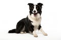 Realistic Border Collie clipart Royalty Free Stock Photo