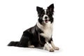 Realistic Border Collie clipart Royalty Free Stock Photo