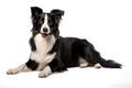 Realistic Border Collie clipart Royalty Free Stock Photo