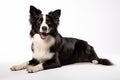 Realistic Border Collie clipart Royalty Free Stock Photo