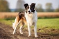 Realistic Border Collie clipart Royalty Free Stock Photo